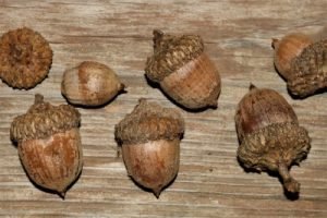 Acorns