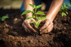 Two hands planting a sapling